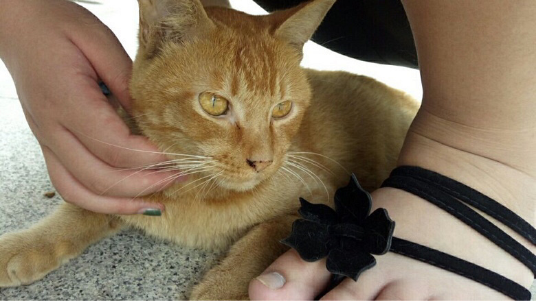 һ���Ѿ�������è����������Ȥ����ϵ�����