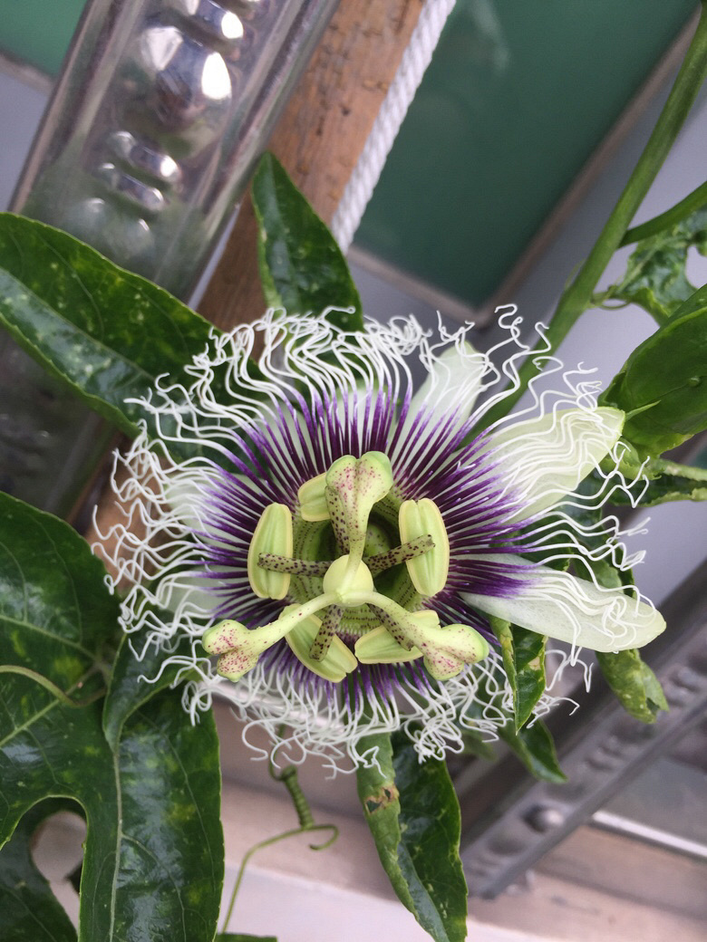 ¥���İ����