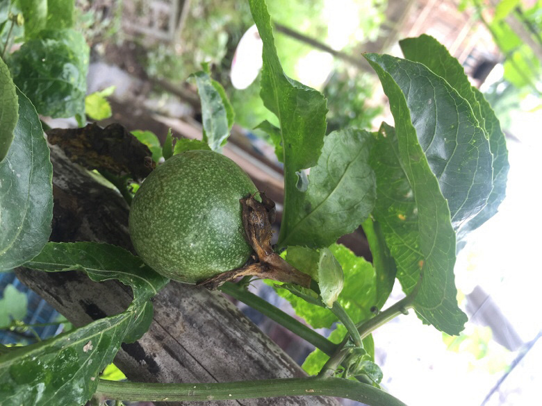 ¥���İ����