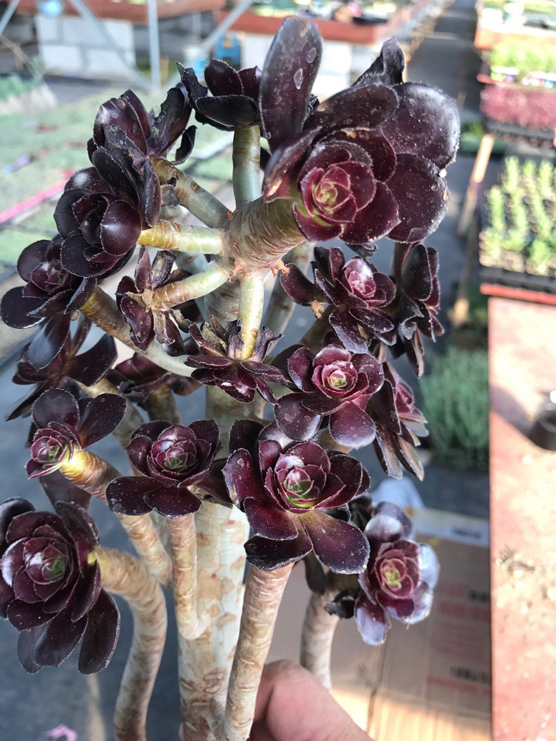 ��ʦ����