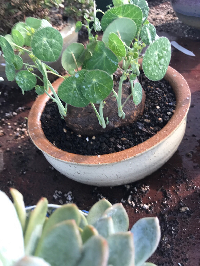 ��ʦ����