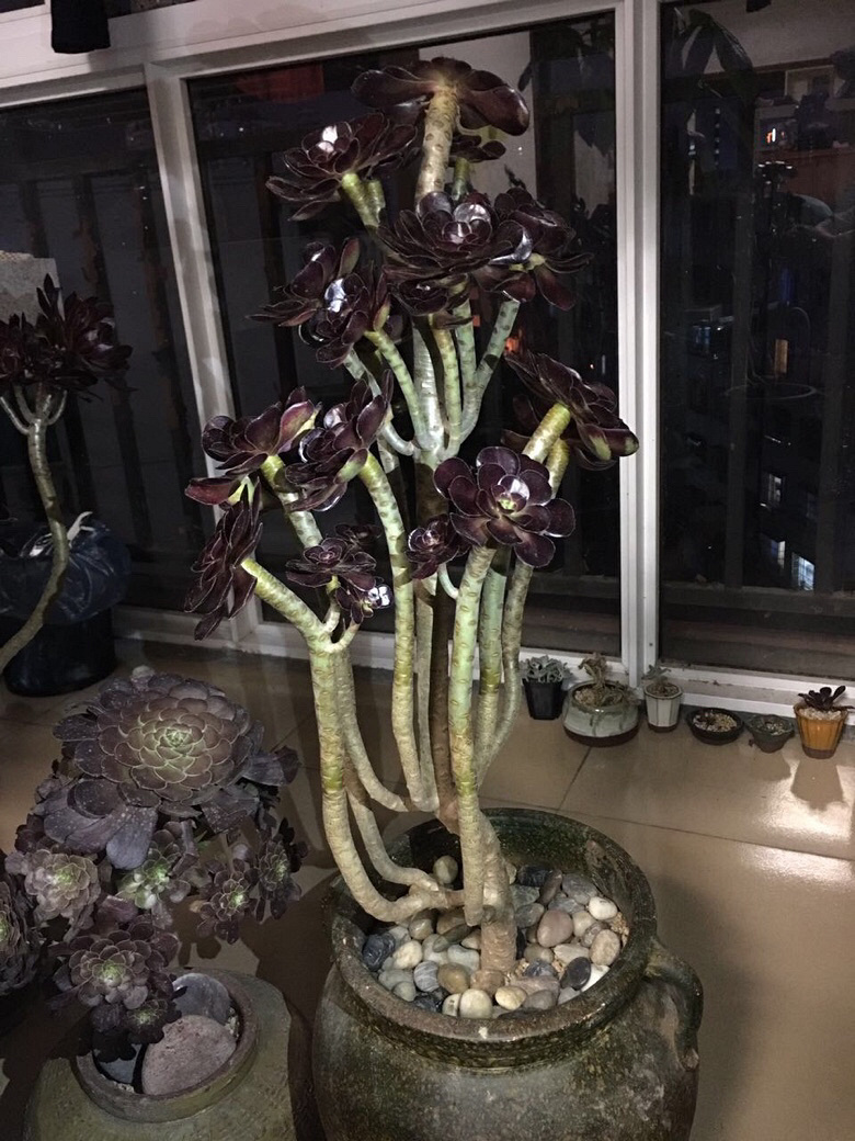 ��ʦ����