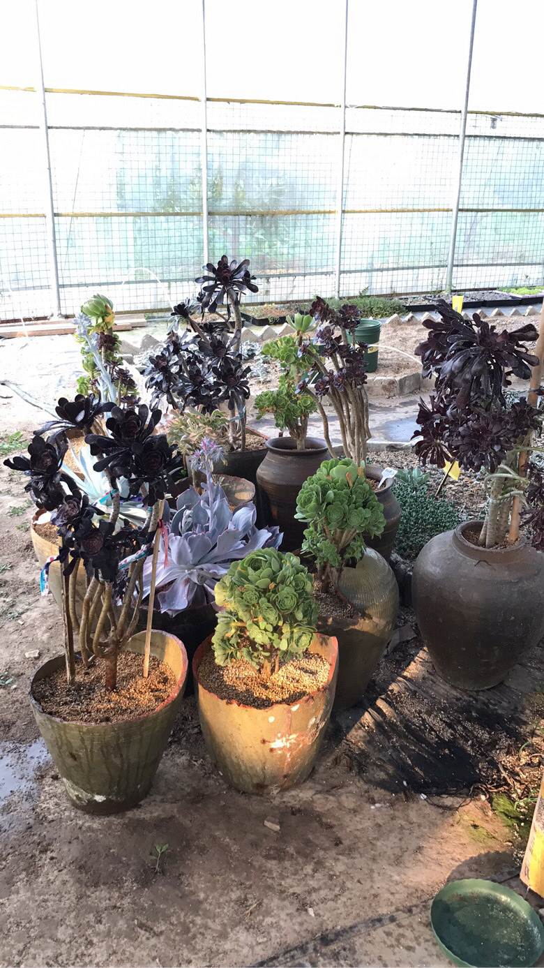 ��ʦ����