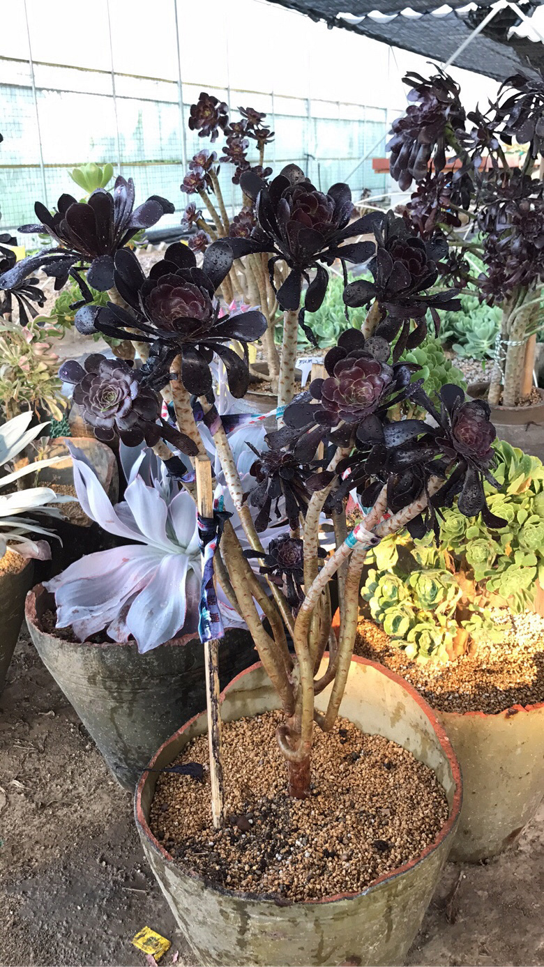 ��ʦ����