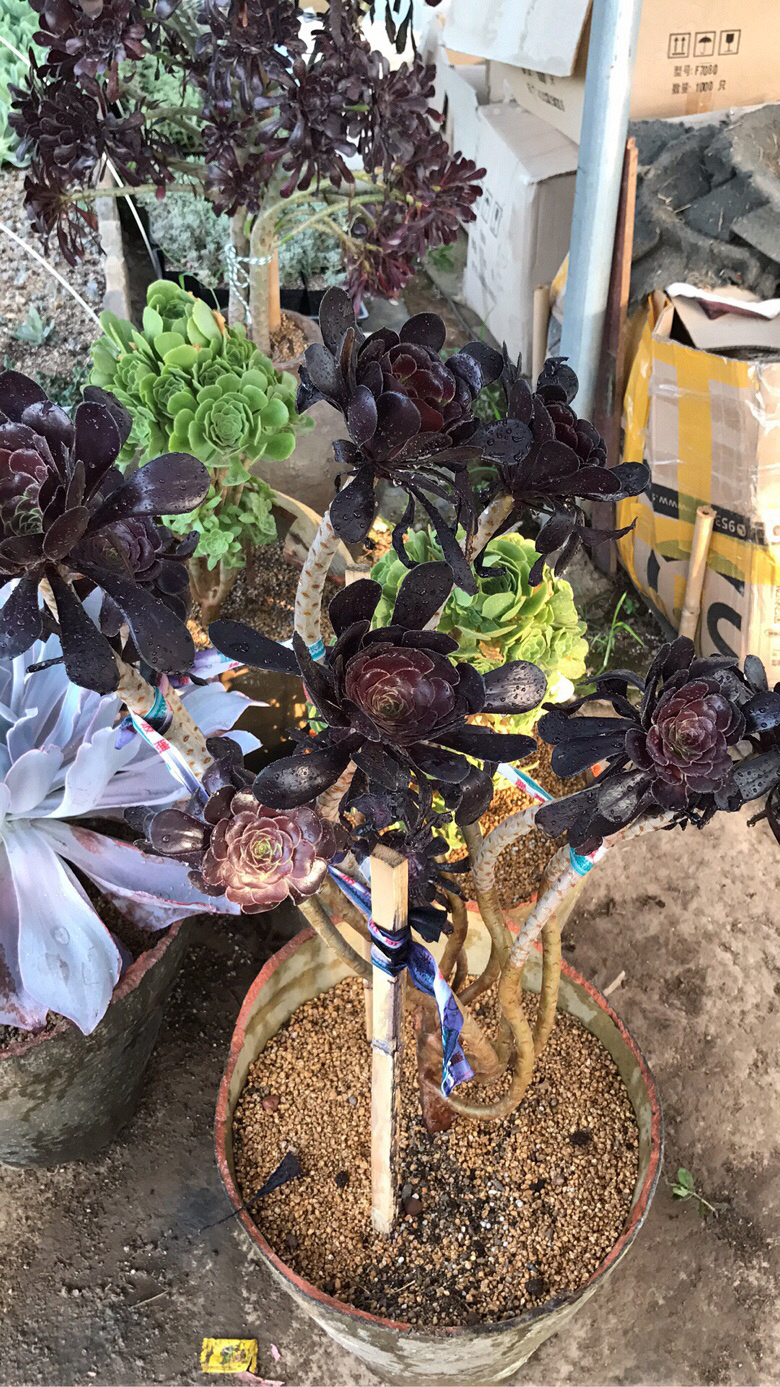 ��ʦ����