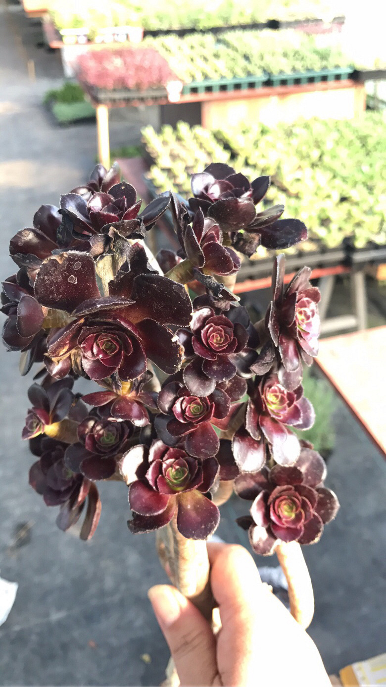 ��ʦ����