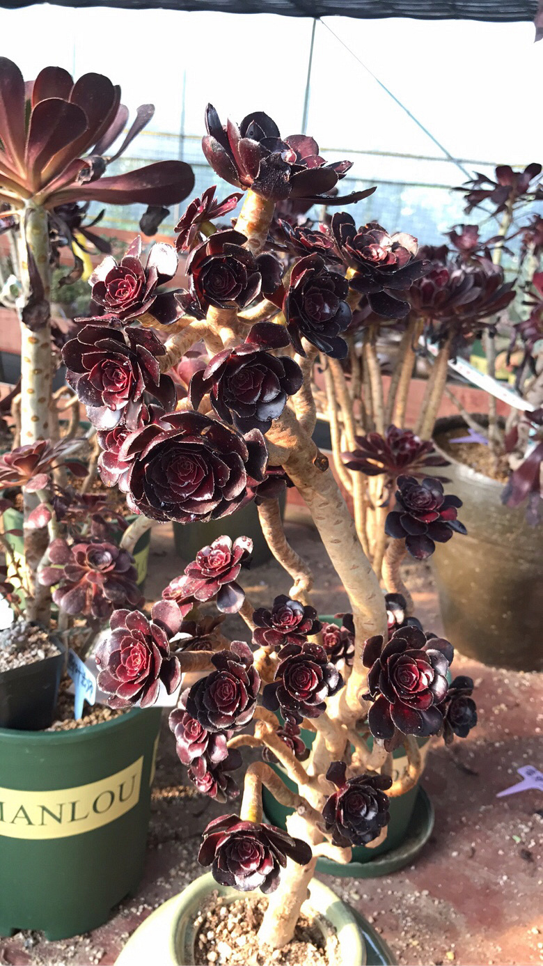 ��ʦ����