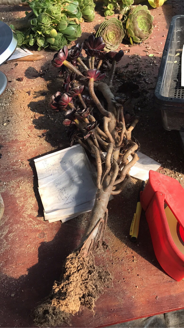 ��ʦ����