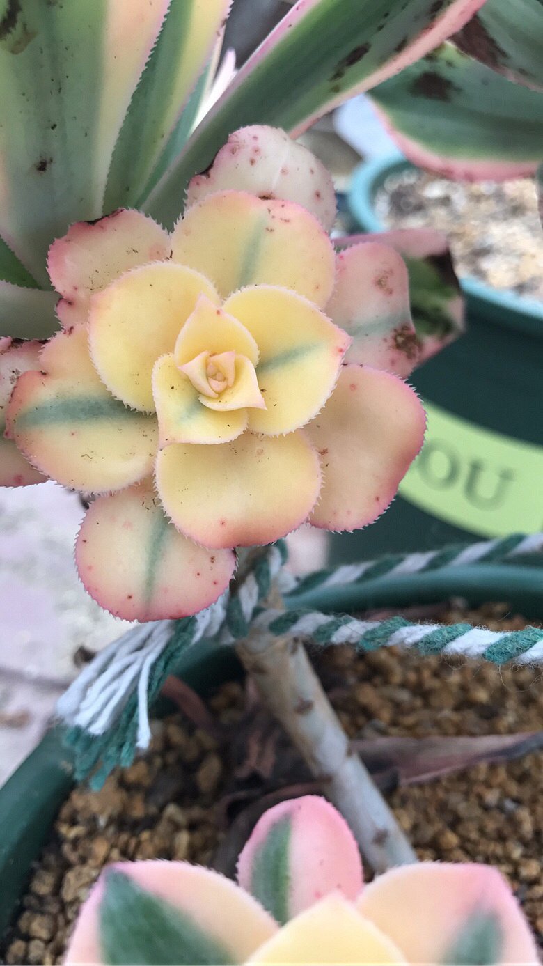 ��������