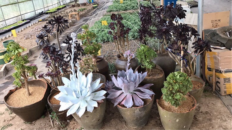 ��ʦ����