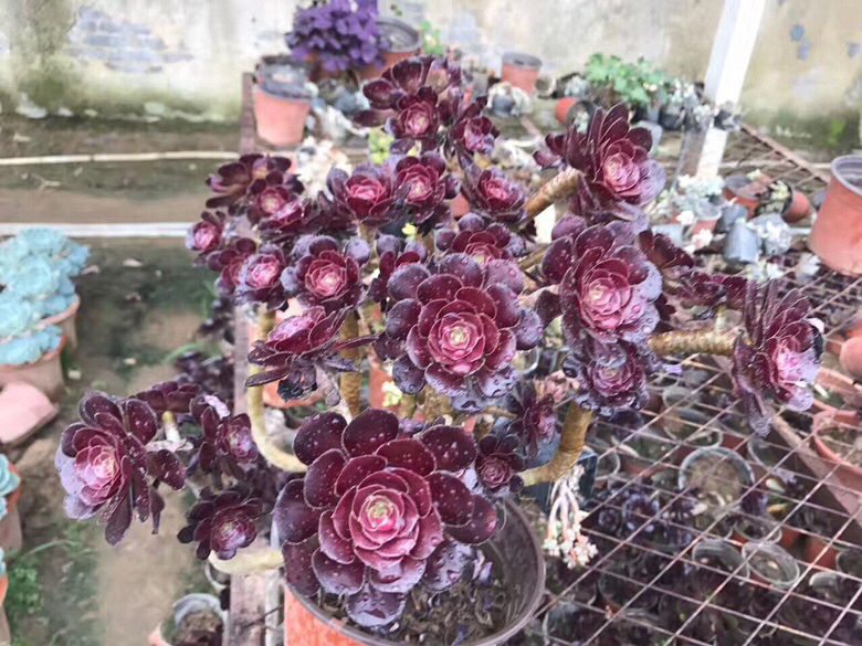 ��ʦ����