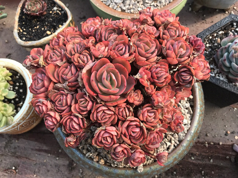 ��������