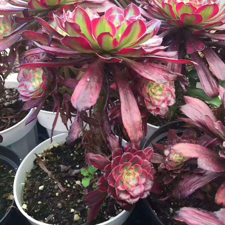 ��ʦ����