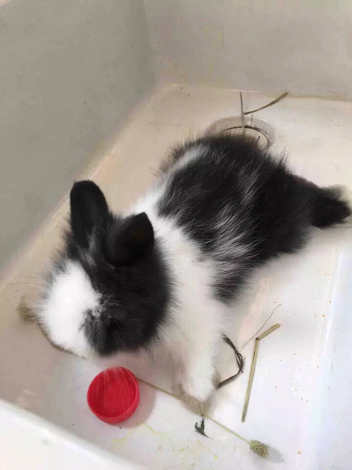 ���ȴ��ȵ�èè������������