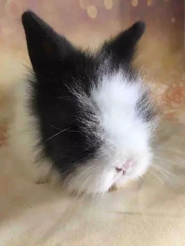 ���ȴ��ȵ�èè������������