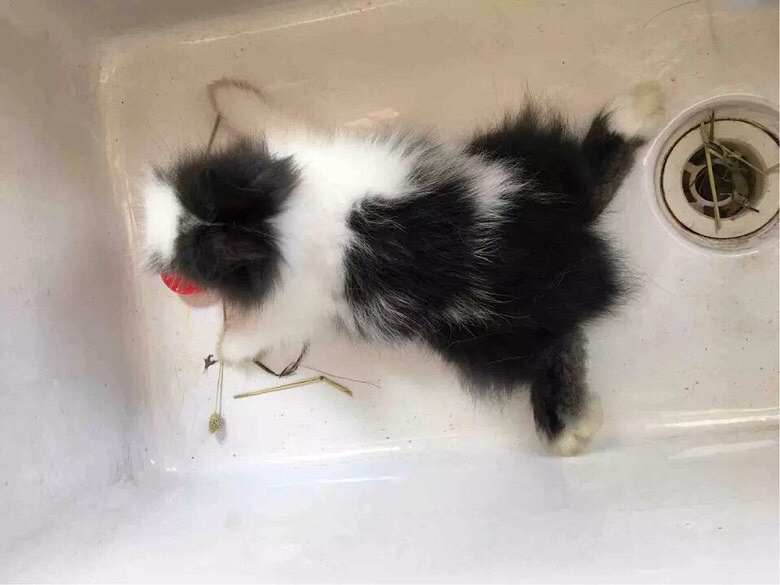 ���ȴ��ȵ�èè������������