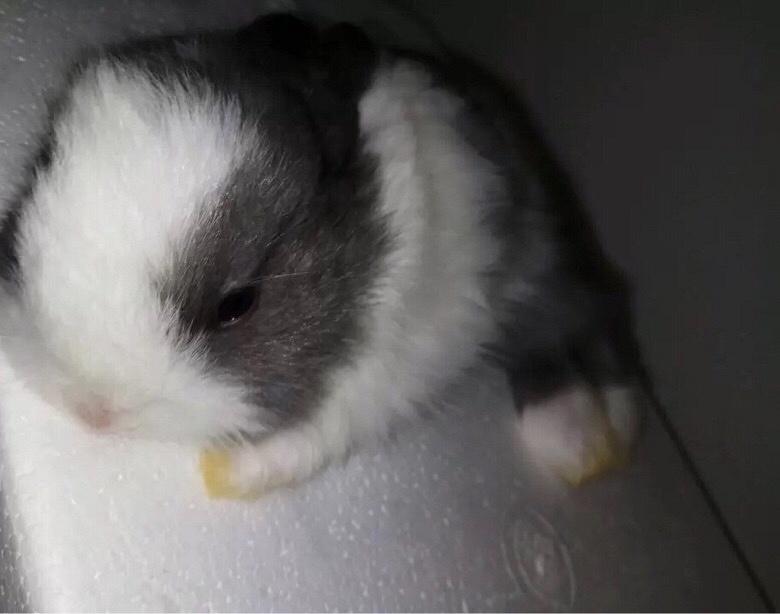 ���ȴ��ȵ�èè������������