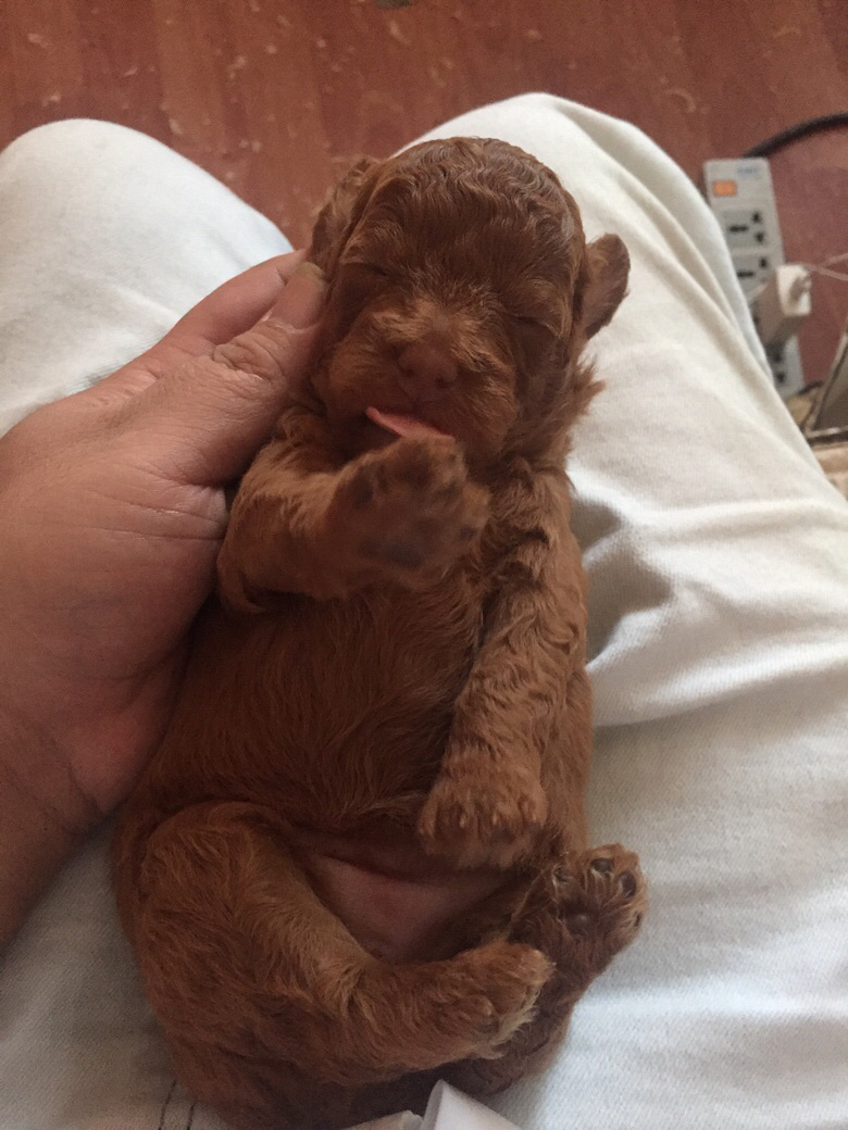 ���������İ���������