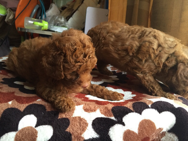 ���������İ���������