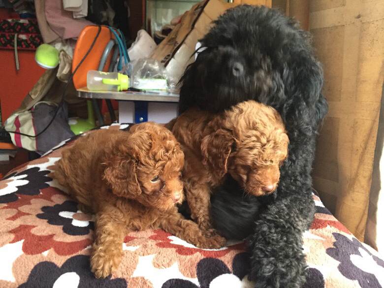 ���������İ���������