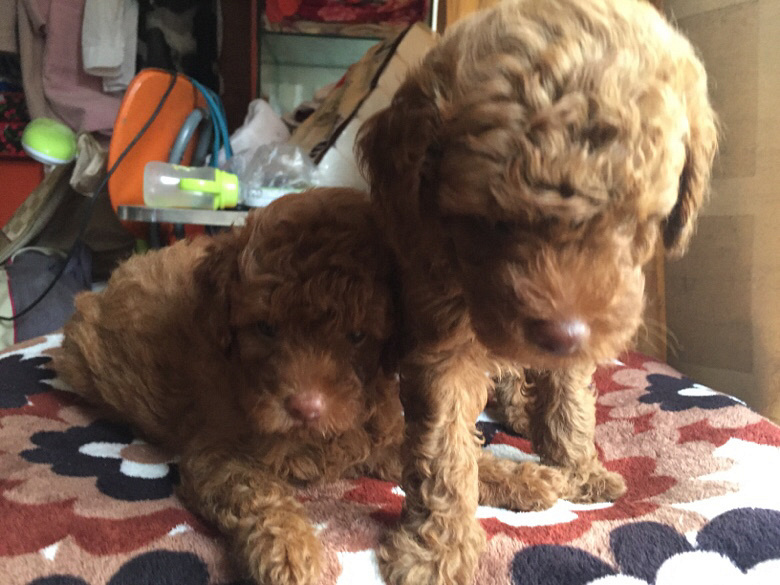 ���������İ���������