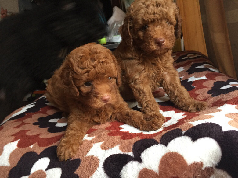 ���������İ���������