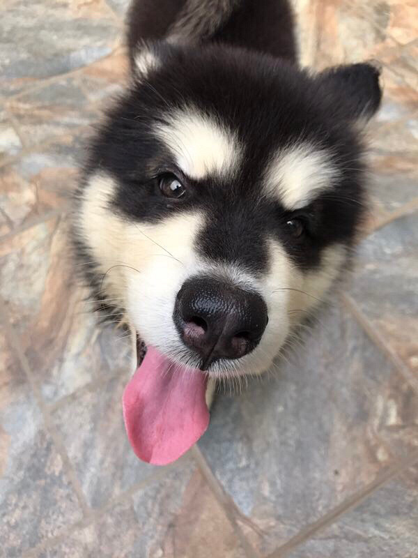 ��������˹�ӣ��ǳ����ţ�