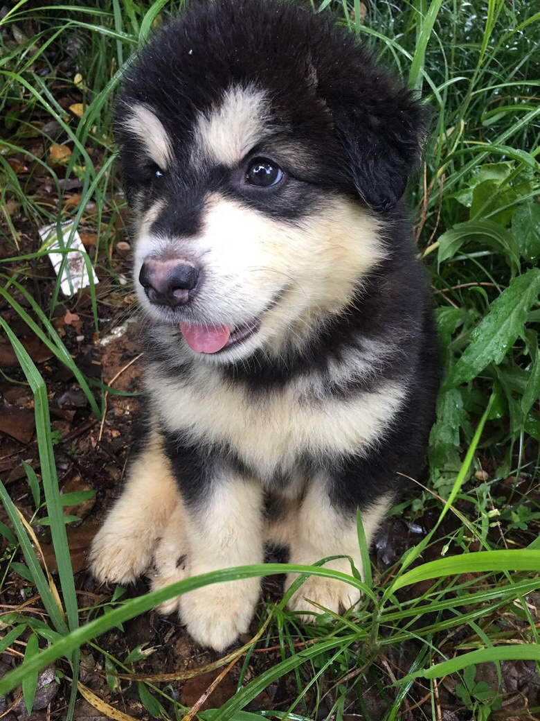 ��������˹�ӣ��ǳ����ţ�