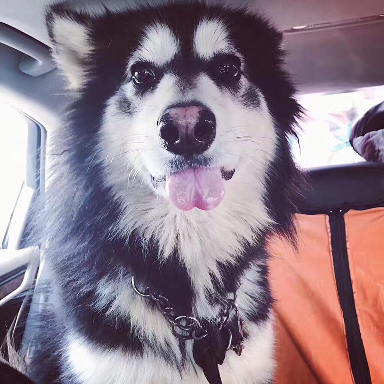 ��������˹�ӣ��ǳ����ţ�