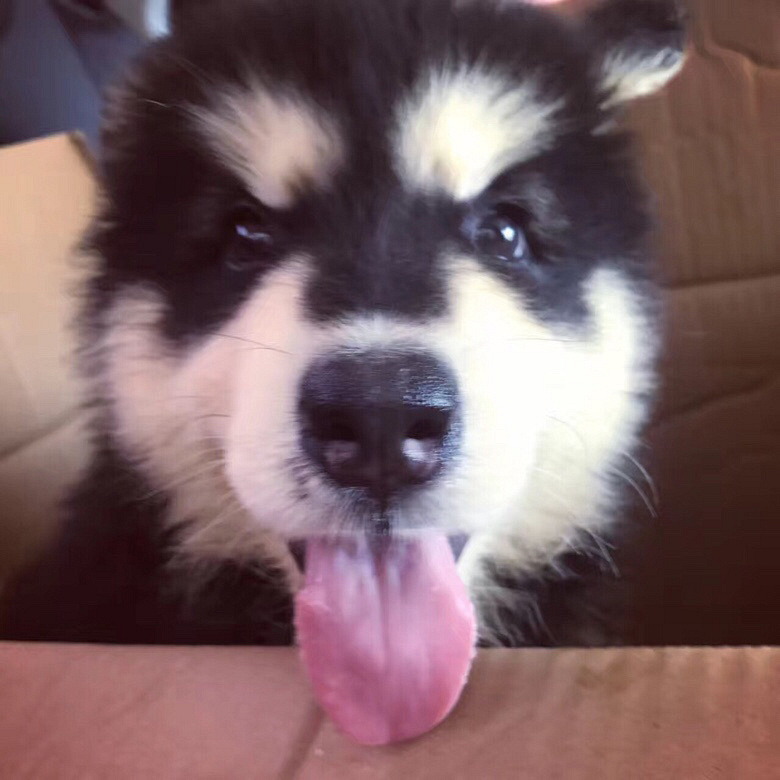 ��������˹��