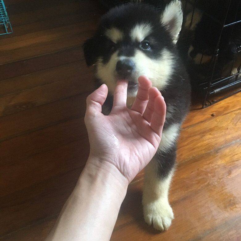 ��������˹��