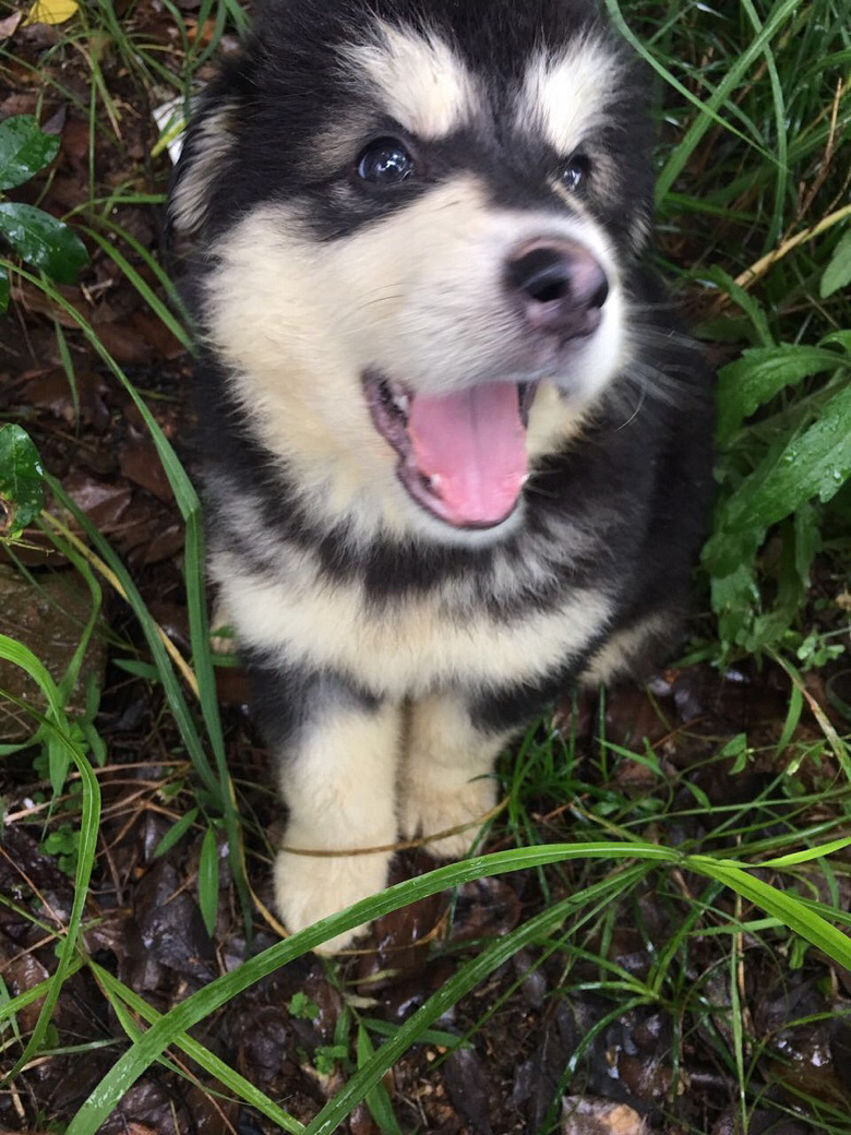 ��������˹��