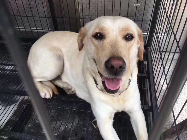 #Ѱ����ʾ#���Ӽҵ�С����ֻ��������7��