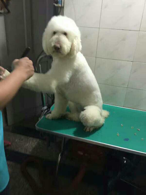 ����˿������������ͩ���ͷ����һֻ��Ħ��