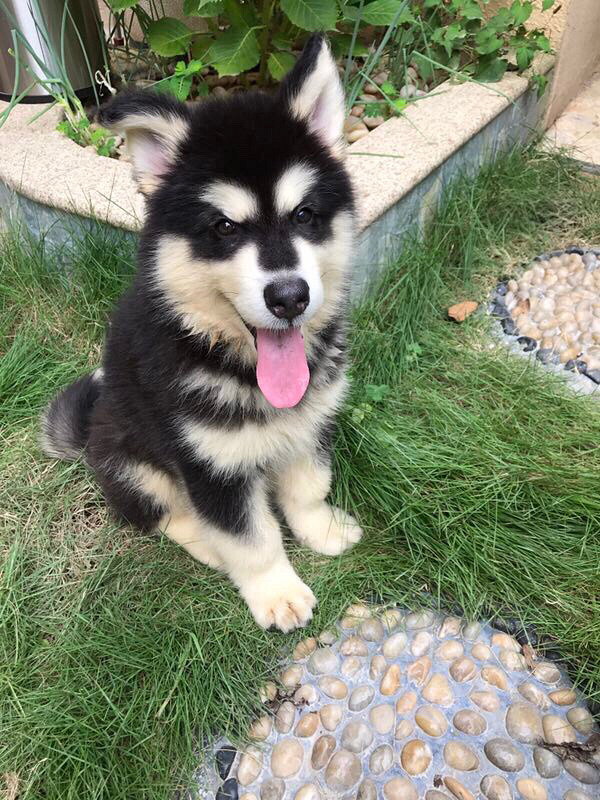 ��������˹��