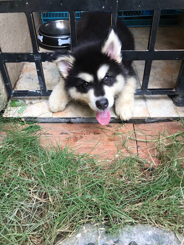 ��������˹��