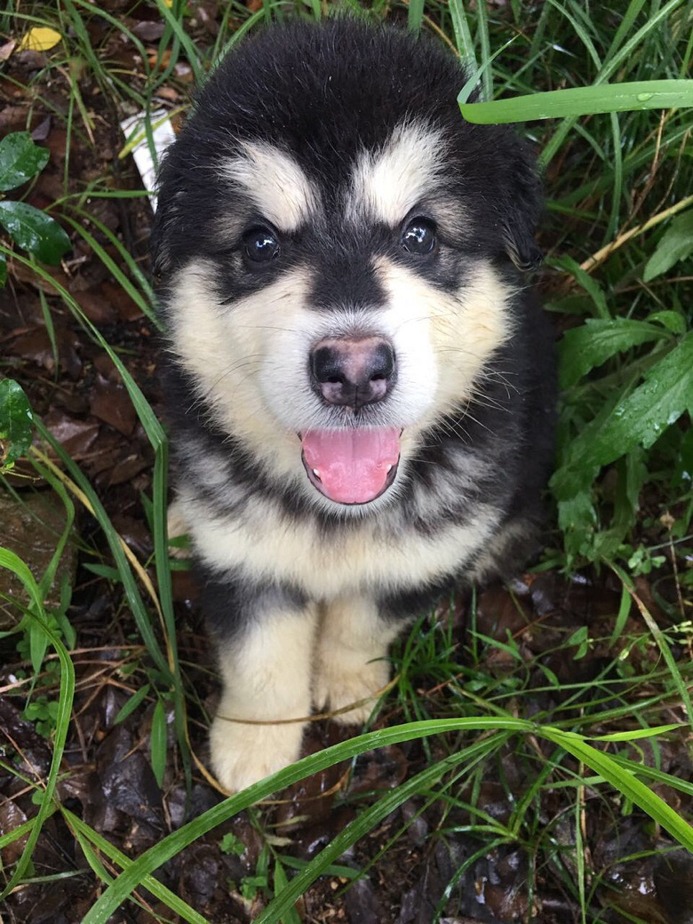 ��������˹��