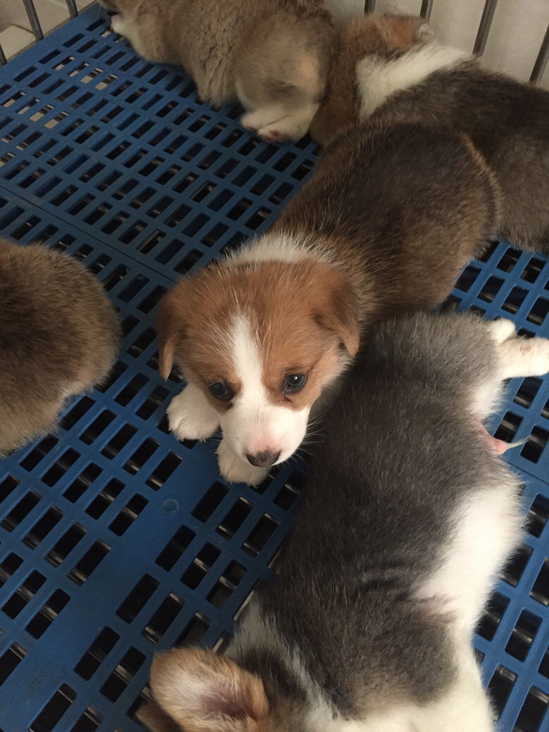 ̨�ݽ�������һ�Ѽ���˫Ѫͳ�»���������