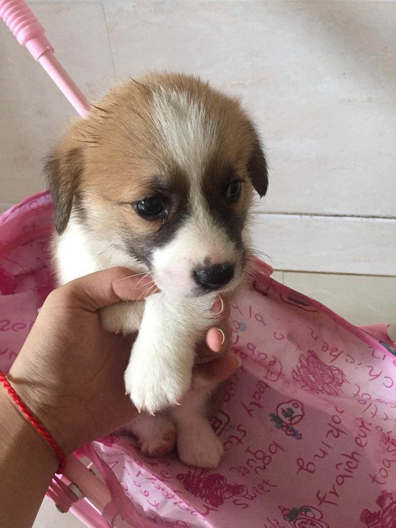 ̨�ݽ�������һ�Ѽ���˫Ѫͳ�»���������