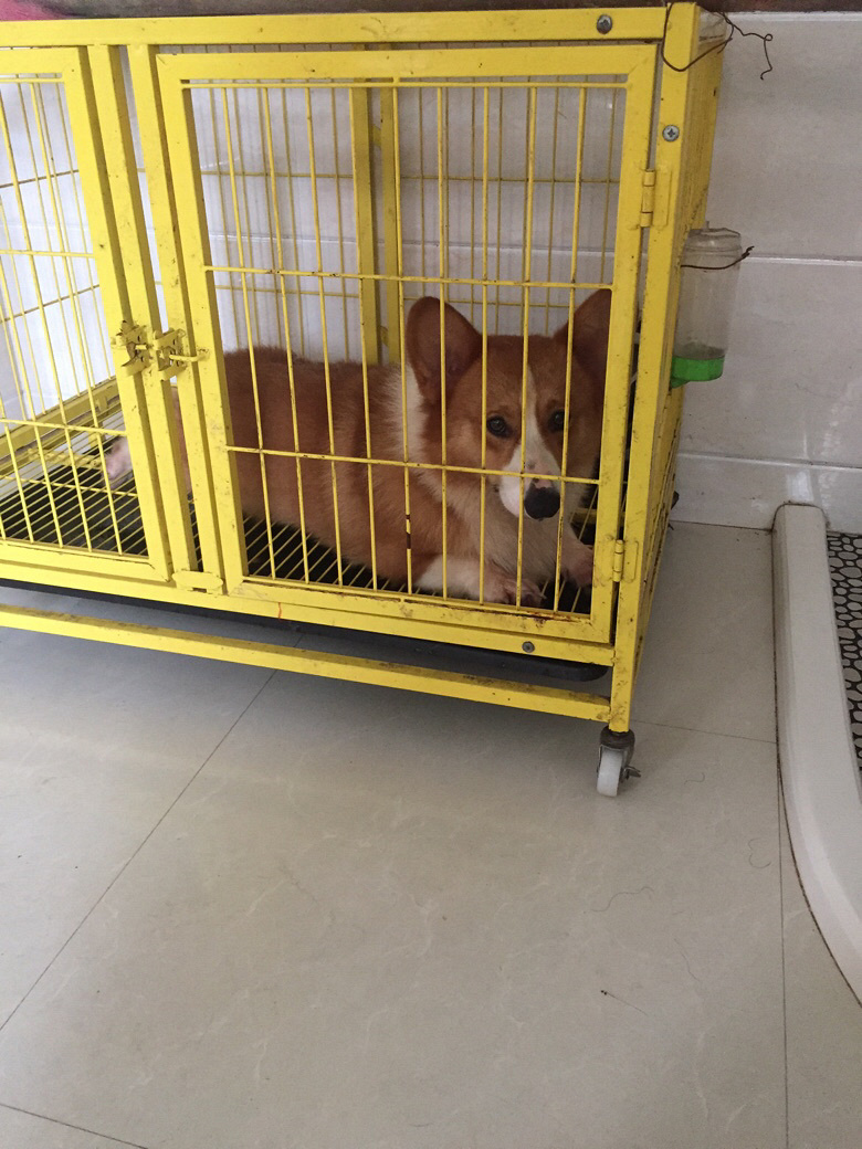 ̨�ݽ�������һ�Ѽ���˫Ѫͳ�»���������