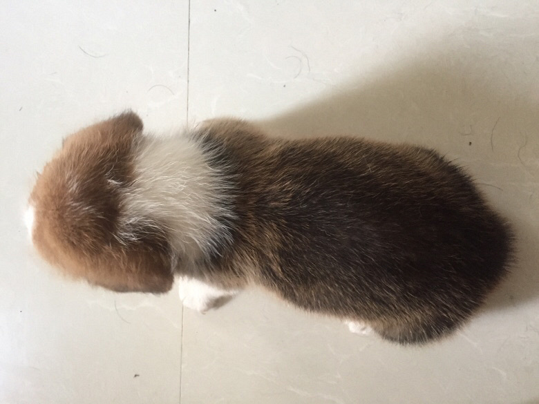 ̨�ݽ�������һ�Ѽ���˫Ѫͳ�»���������