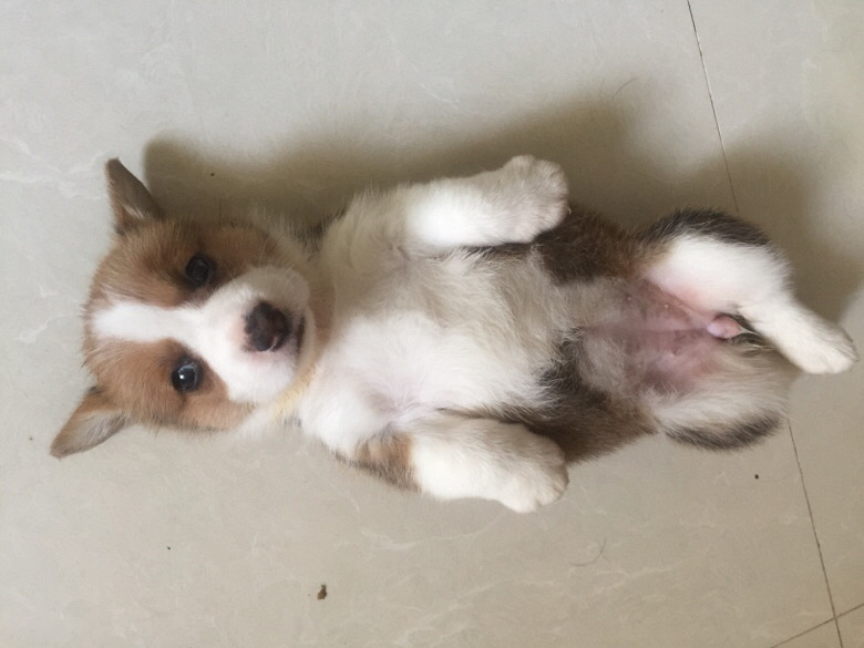 ̨�ݽ�������һ�Ѽ���˫Ѫͳ�»���������