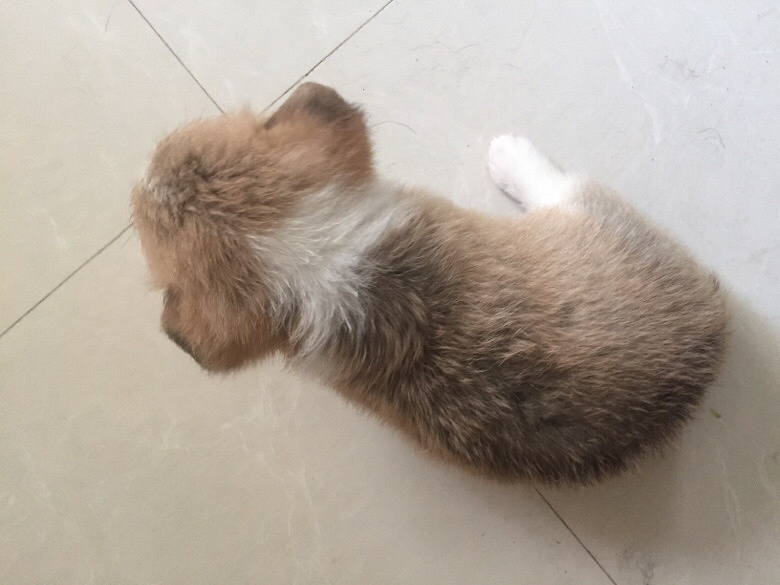 ̨�ݽ�������һ�Ѽ���˫Ѫͳ�»���������