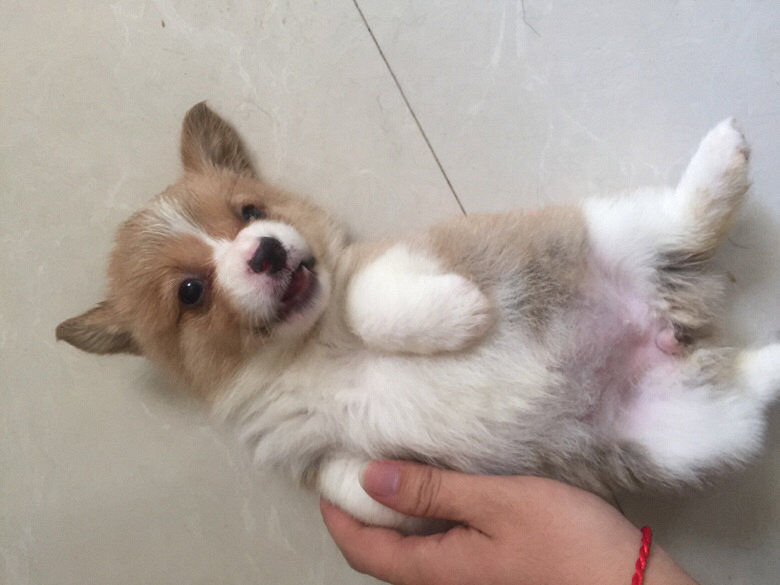 ̨�ݽ�������һ�Ѽ���˫Ѫͳ�»���������