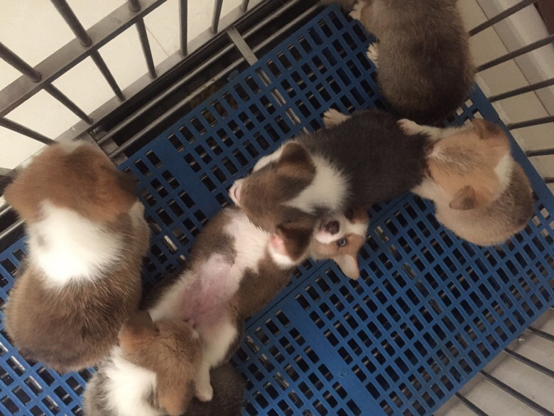 ̨�ݽ�������һ�Ѽ���˫Ѫͳ�»���������