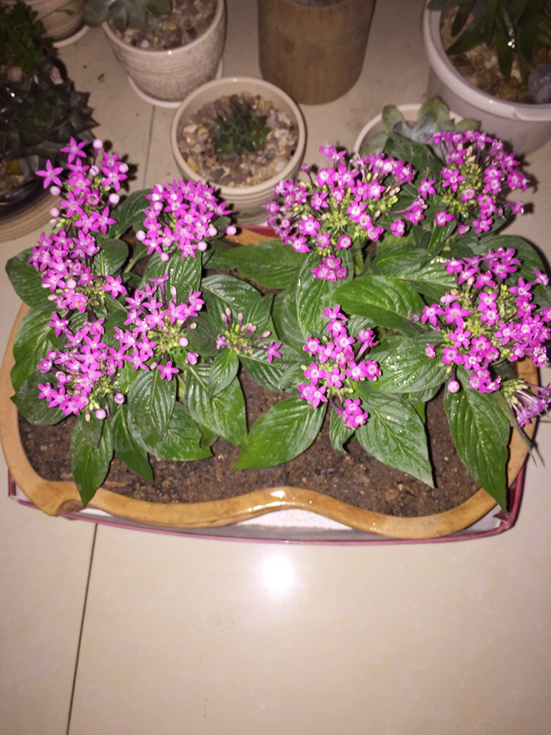 �����ݲ�