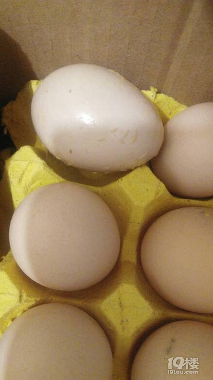 爆料超市里鸡蛋虫子爬满好恶心