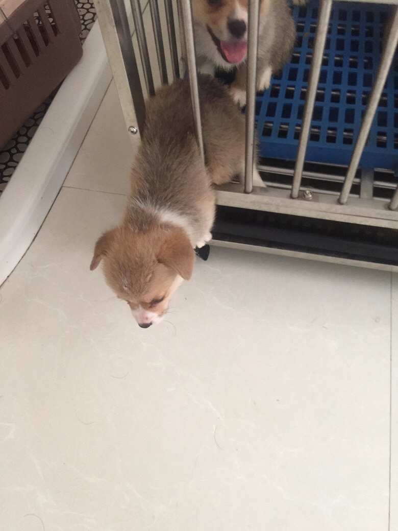 ����һ�ѿ»���Ӣ��Ů��ͬ��