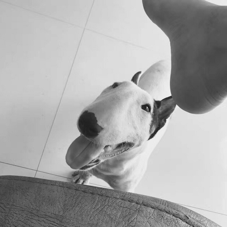 8����ţͷ�����������ĵĿ�����ϵ��