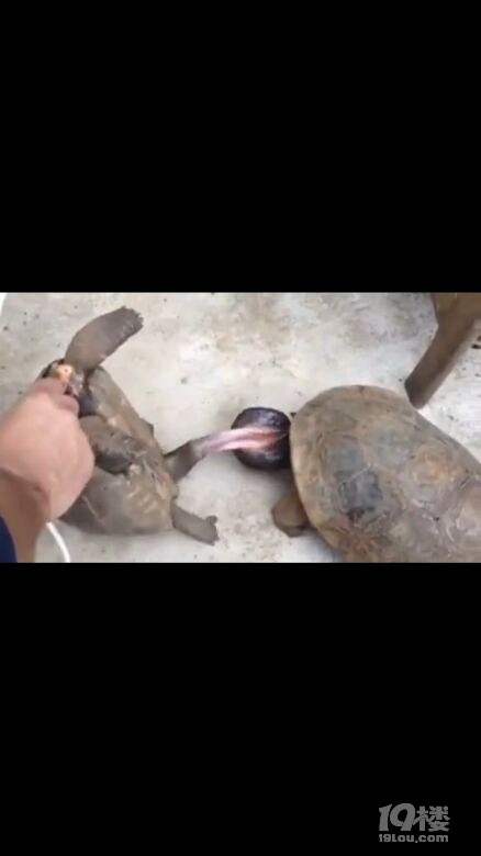 乌龟的jj没看过吧又让你们长见识了